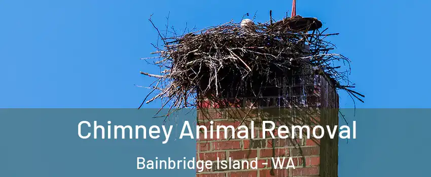  Chimney Animal Removal Bainbridge Island - WA