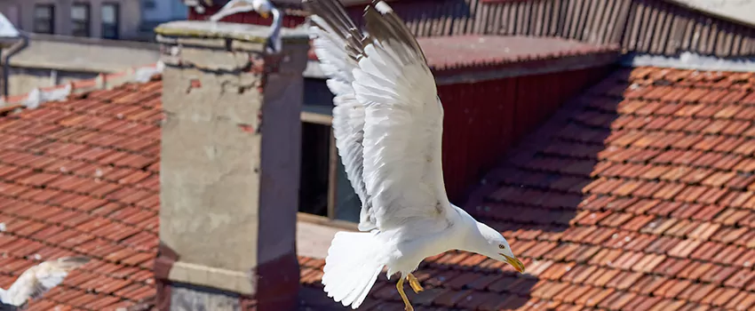 Residential Chimney Animal Removal Solution in Bainbridge Island, WA