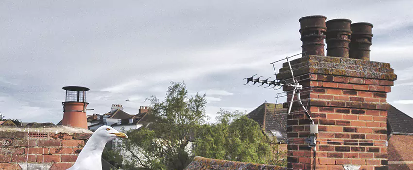 Chimney Cleaning And Restoration in Bainbridge Island, Washington